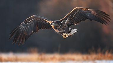 Im_Schatten_seiner_Fluegel_383x215px image Im_Schatten_seiner_Fluegel_383x215px Artikel