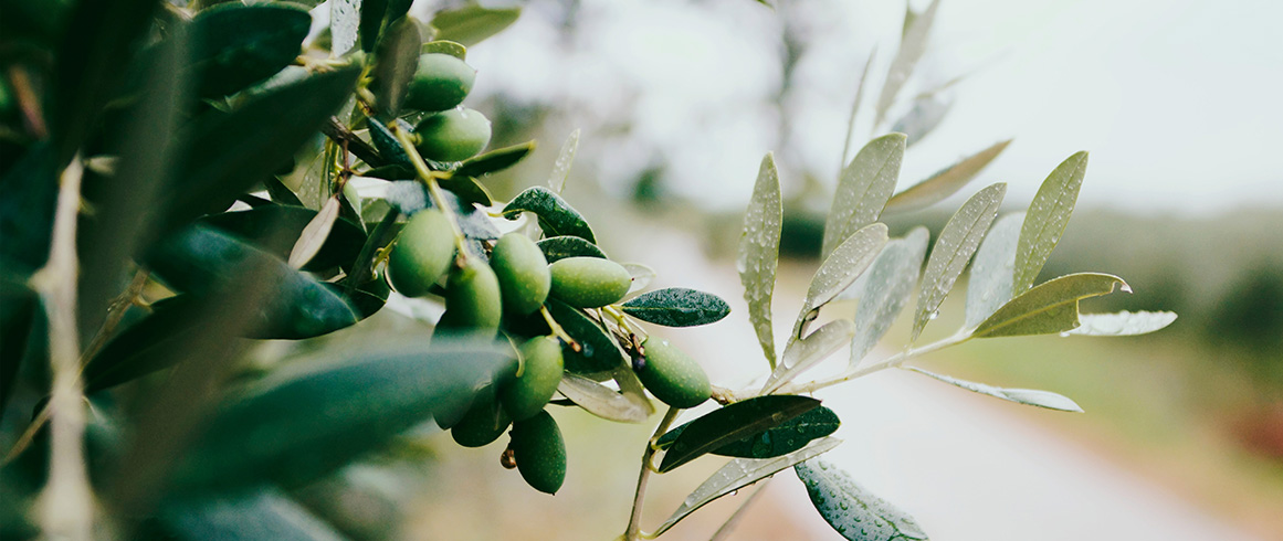 NCC-nazar-hrabovyi-lIuxlN0zSjs-unsplash_Olive-Tree_1161x490px DIE BEDEUTUNG DES OLIVENBAUMS UND DES SALB&Ouml;LS  