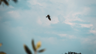 Take-to-the-skies-eagle-NCC_383x215px DU BIST EIN MEISTERWERK