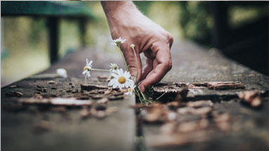 flower-thumb HOFFNUNG, DIE NICHT ENTTÄUSCHT (TEIL 2 VON 3)